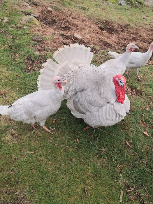 Peru cinzento macho é fêmea