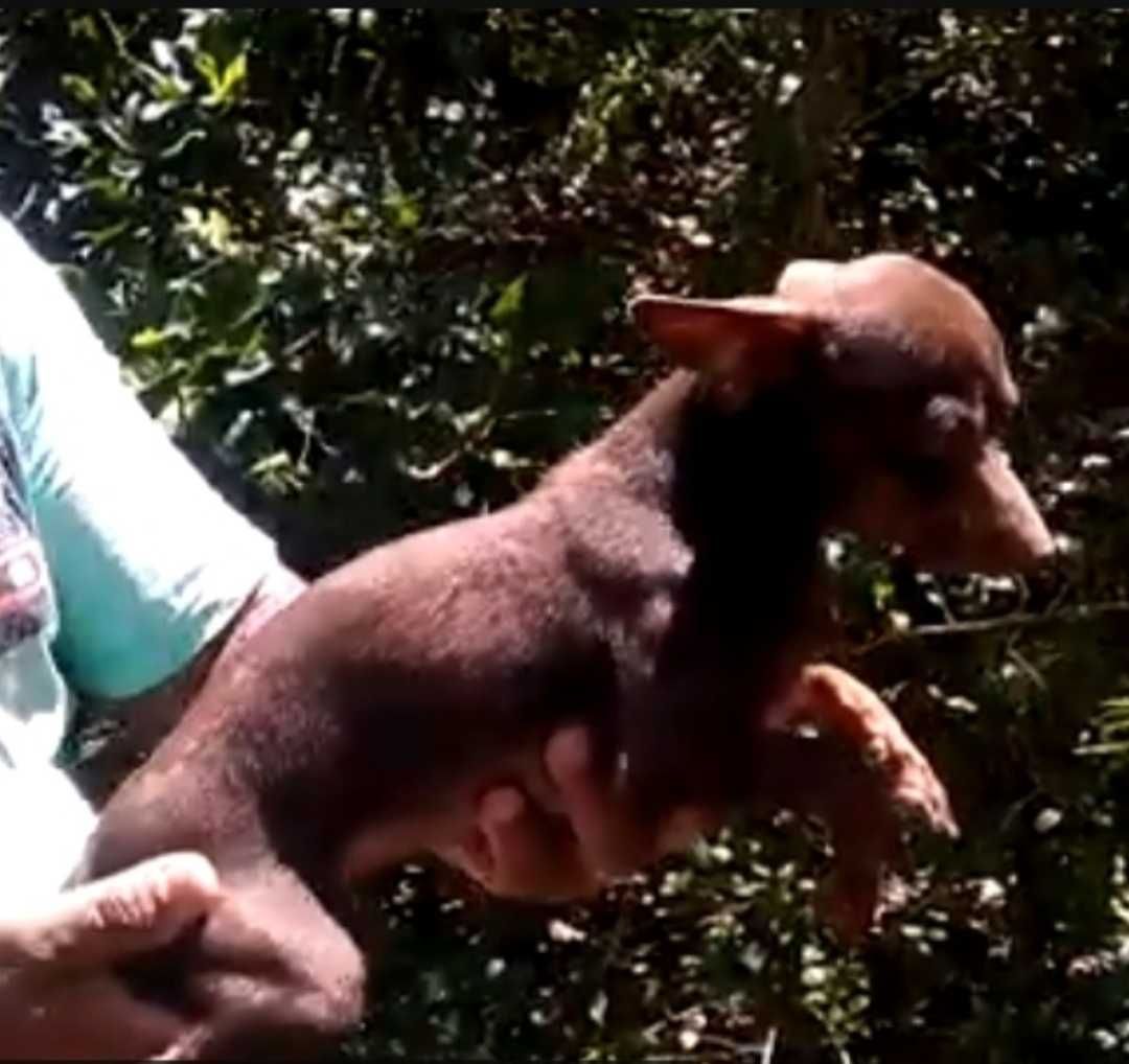 Pinscher chocolate macho