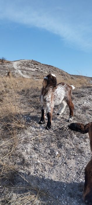 Англо-нубийская козочка 93 %