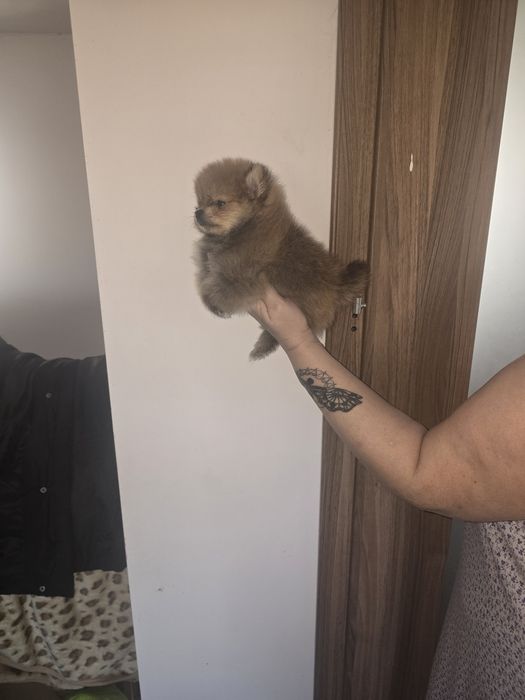 Szpic miniaturowy pomeranian