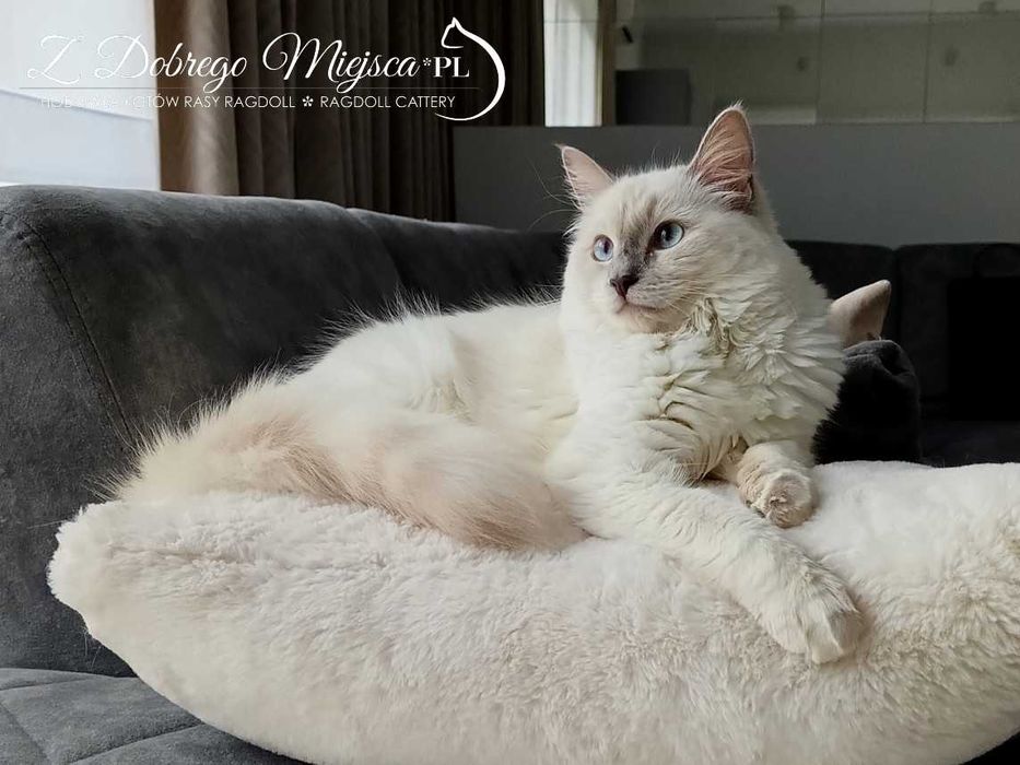 REZERWACJA/FPL/HEXA – liliowa kotka Ragdoll z prawdziwej hodowli