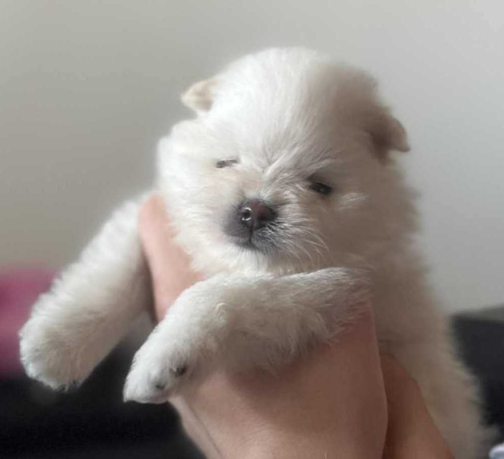 Szpic miniaturowy pomeranian linia Koreańska ZKwP FCI suczka miś