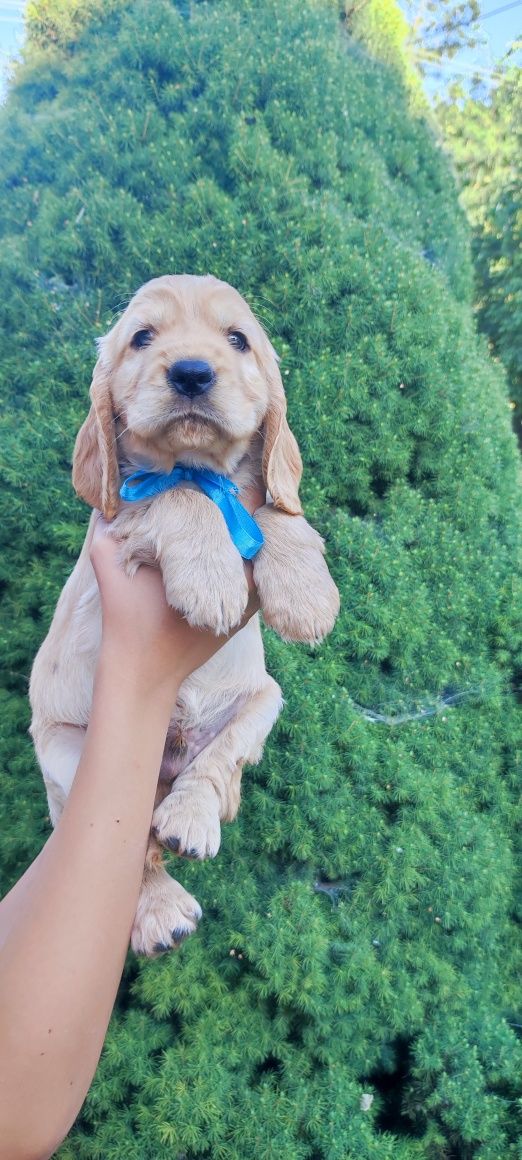Cocker Spaniel Angielski
