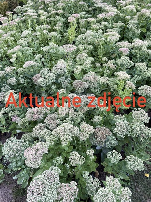 Rozchodnik okazały wyprzedaż