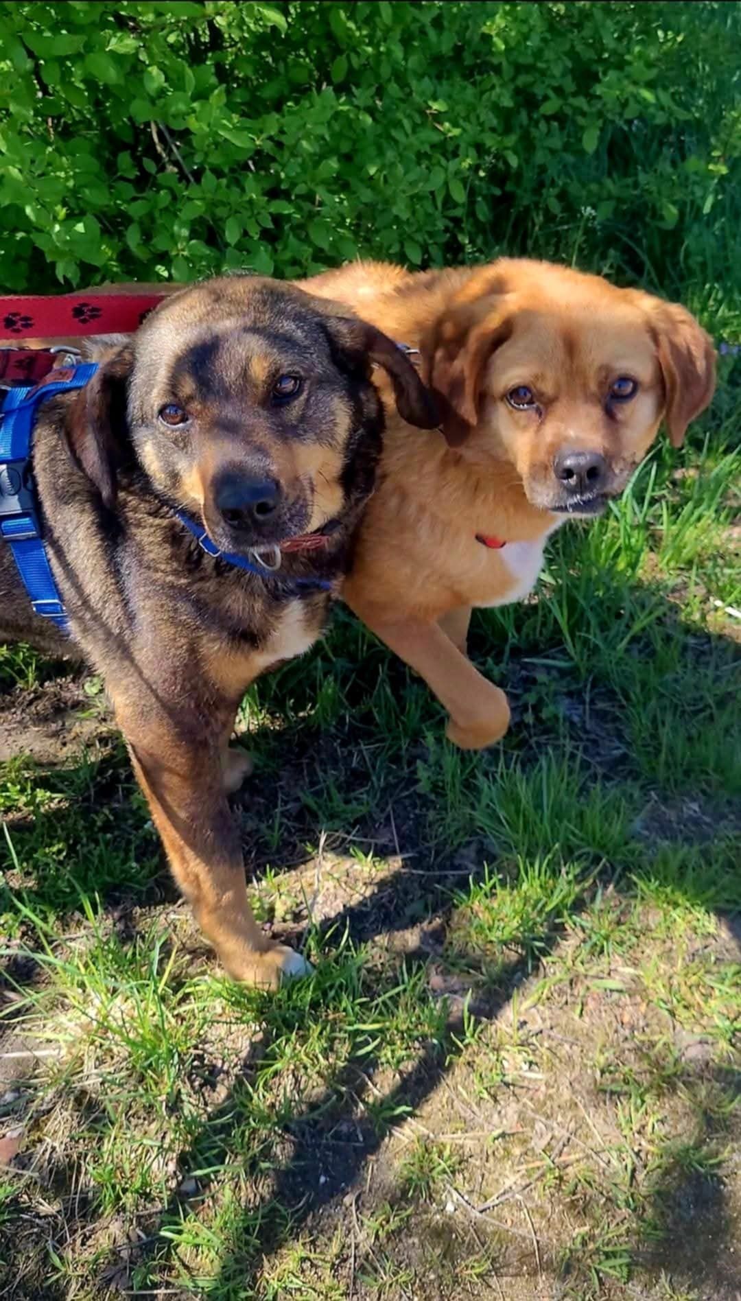 Ruda sunia o uszkach jak beagle do adopcji