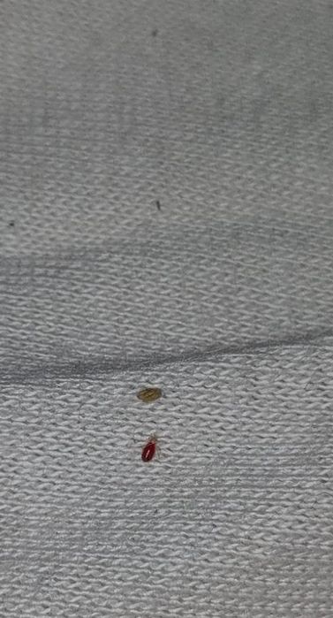 Likwidacja pluskiew. Odpluskwianie. Skutecznie z Gwarancją. InsektSTOP