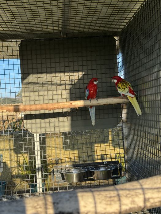 Casais de roselas reprodutores