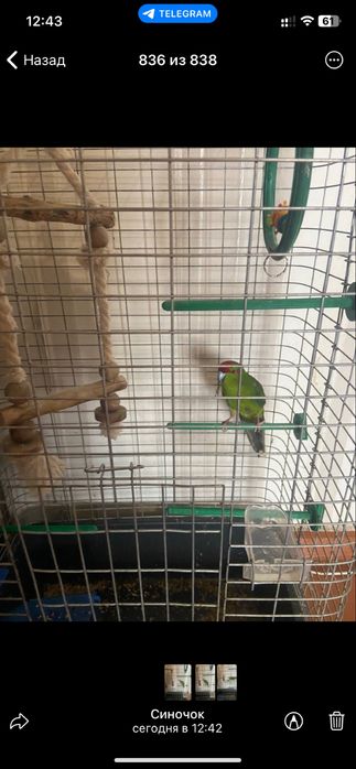 Продається велика клітка для папуги!