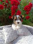 Yorkshire terrier Biewer