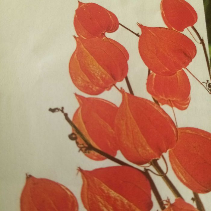 4 Sadzonki MIECHUNKI ROzdętej 25 cm