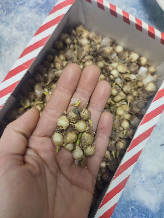 Тюльпаны ,мускари