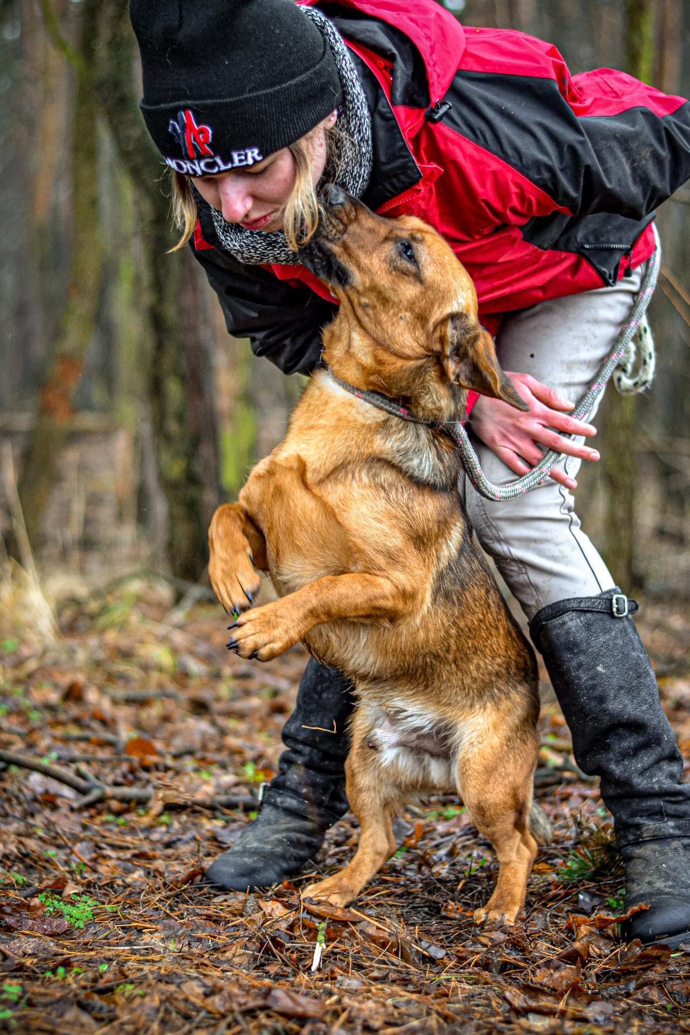 Młody, rudy pies do adopcji