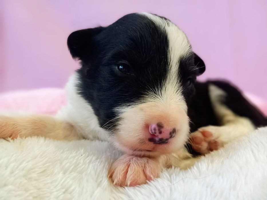 Border Collie piiesek Karat