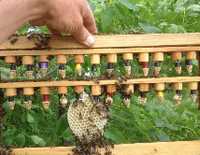 Бджолосімʼї, бджолопакети, матки Українка. Пчелосемьи, пчелопакеты