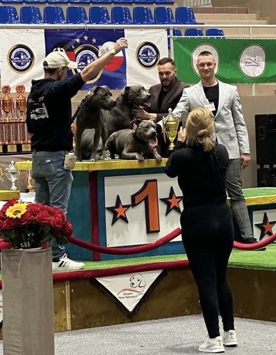 Zapowiedź miotu! American Staffordshire Terrier BLUE Champion Line