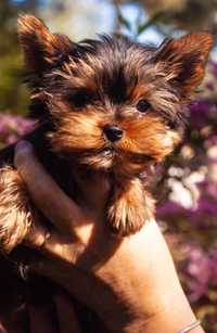 Yorkshire terrier filigranowy  samiec