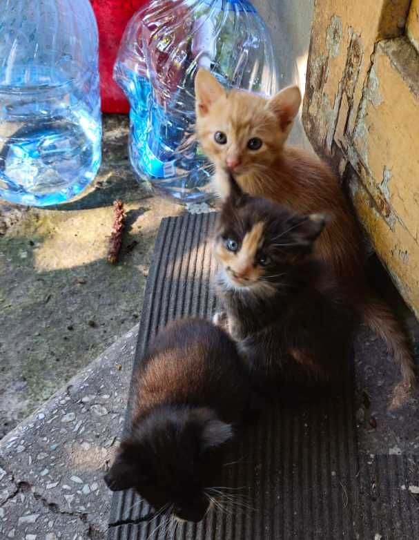 кошеня чорне хлопчик і дівчинка
