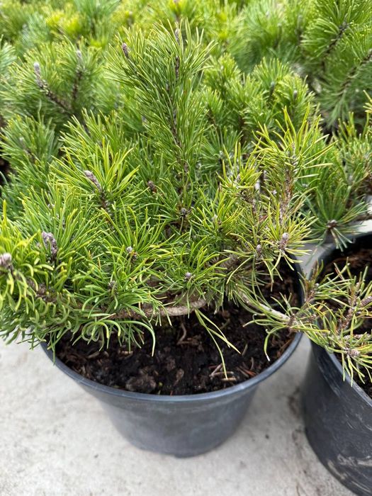 Горні сосни мугус та пуміліо малі 400 крупні 700