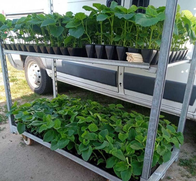 Drzewo tlenowe Paulownia ShanTong Oxytree sadzonki producent