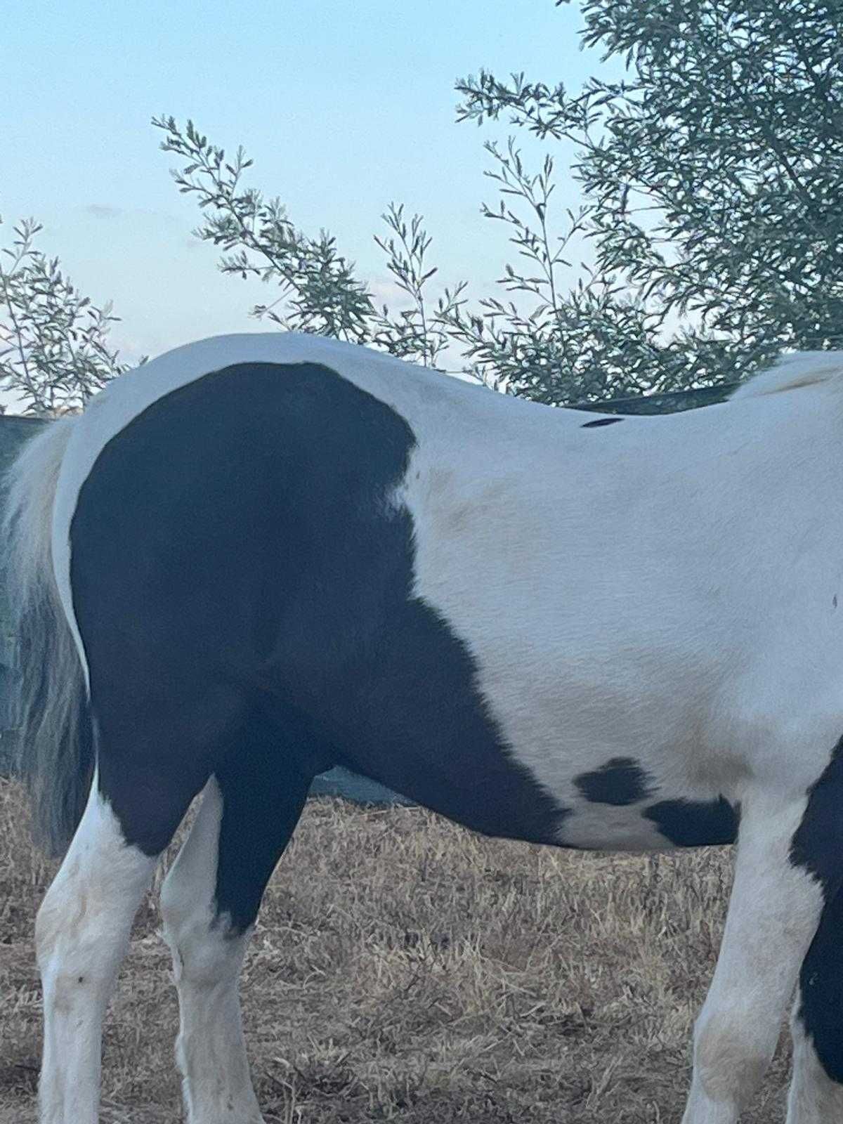 Troco pónei e charrete por motorizada ou cavalo/Egua