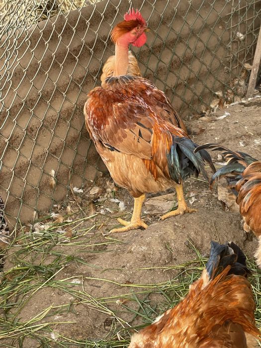 Frangos caseiros vermelhos 4 messes