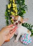 Excelente Chihuahua/Chiuaua de Qualidade, linhagem Russa