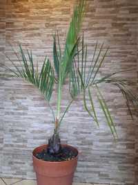 Palma - Phoenix canariensis - Daktylowiec kanaryjski wysokosć ok 160cm