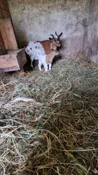 Cabrito anão macho