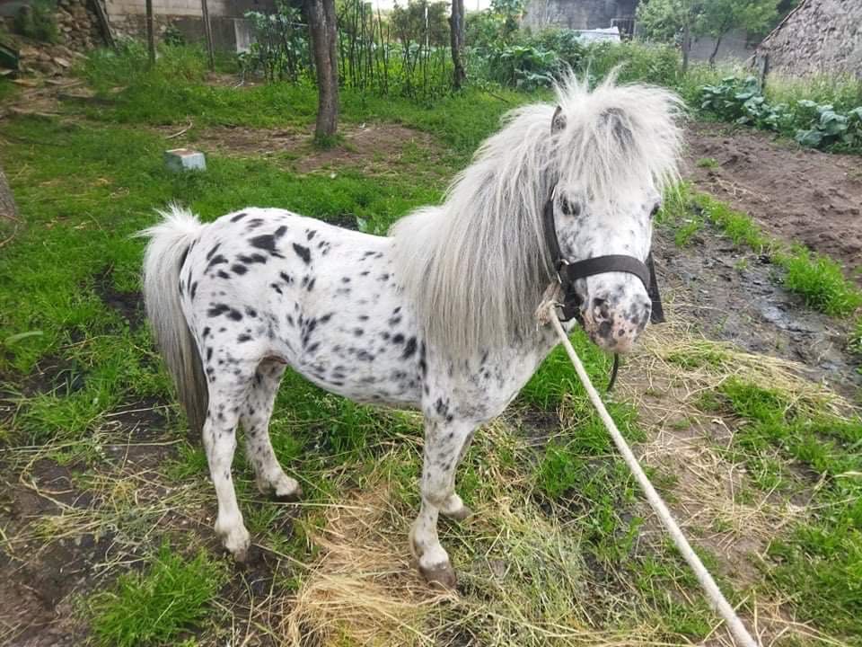 Tenho pônei para cobrições