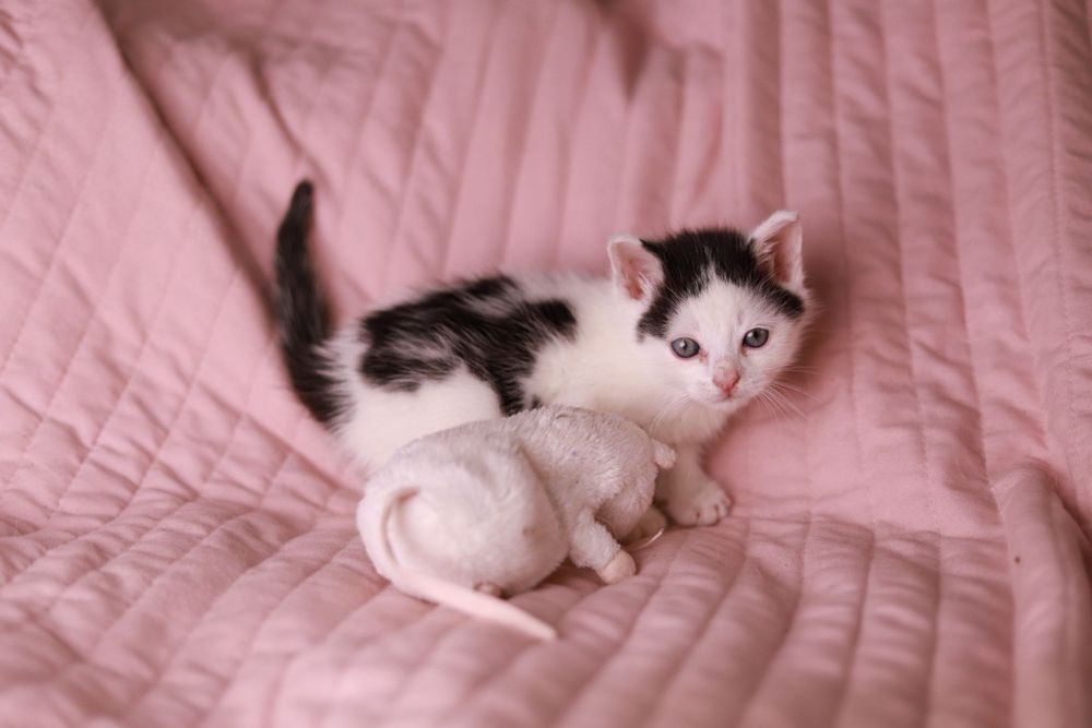 Spokojny, przytulaśny kociak poleca się do adopcji