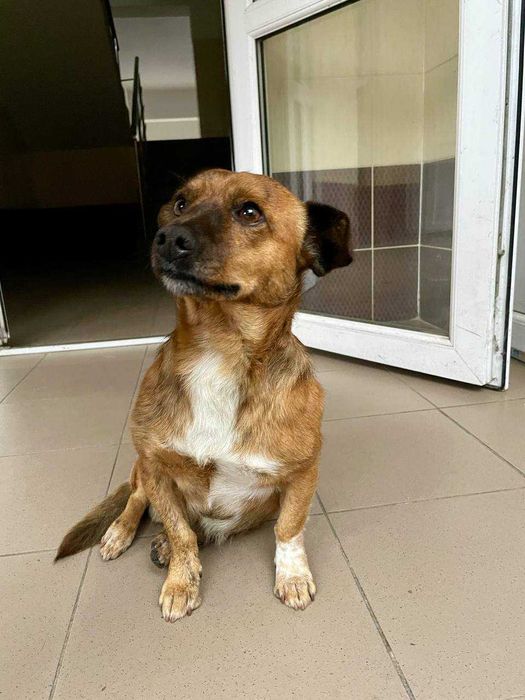 Цуценя шукає домівку!