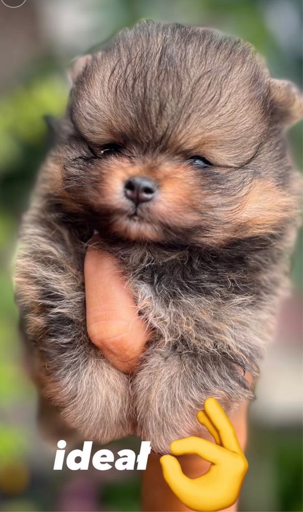 Szpic miniaturowy Pomeranian