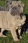 Shar pei szczeniak Zkwp