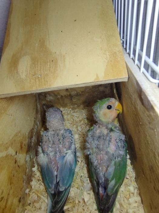 Agapórnis Roseicollis