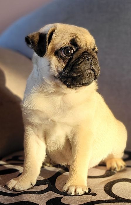 Мопс цуценята, хлопчики