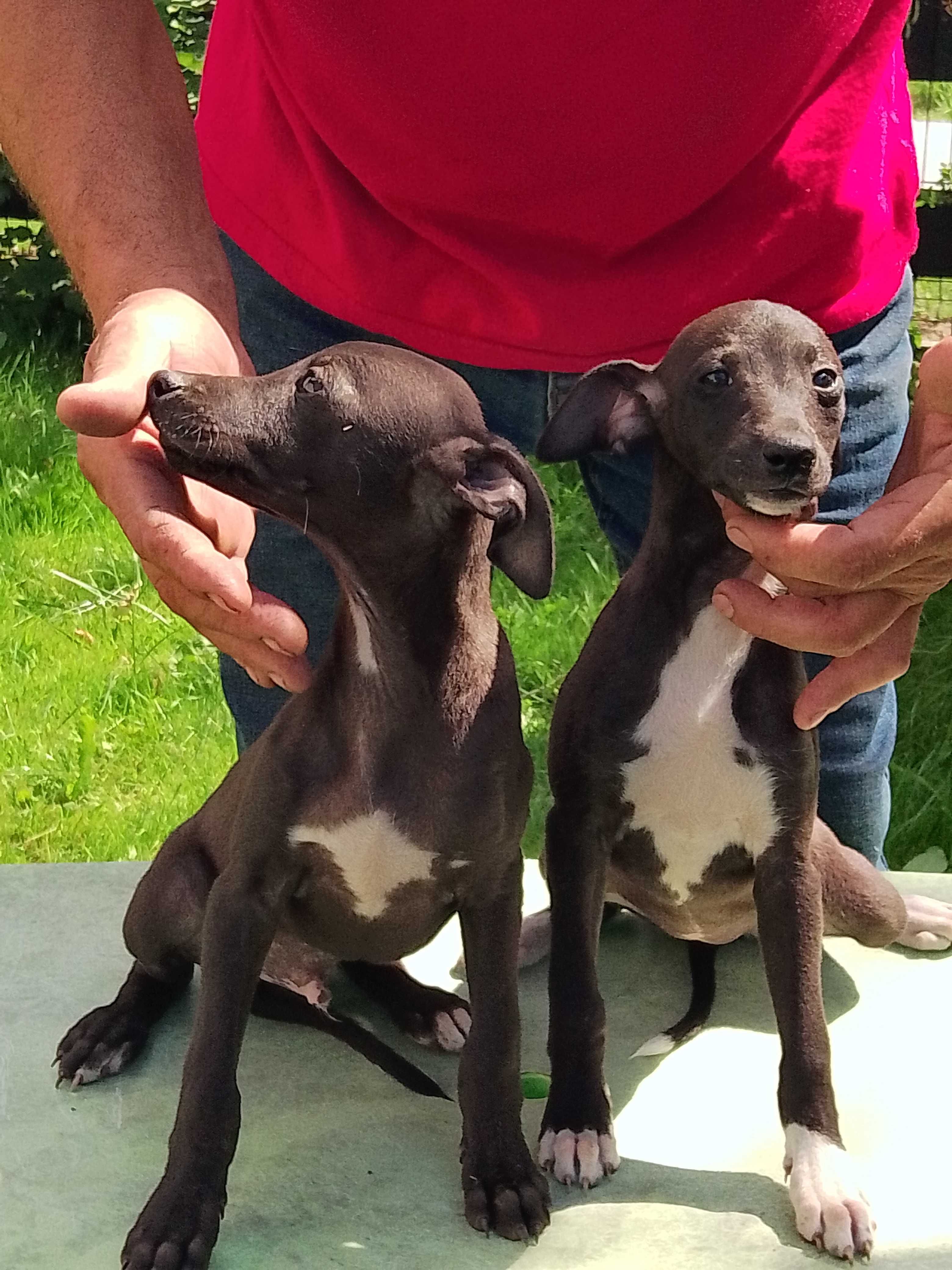 Chart Angielski Whippet