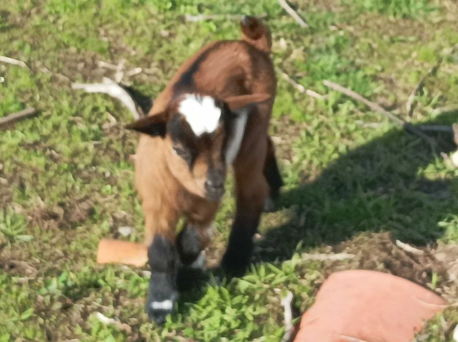 Cabritinho anão macho muito lindo