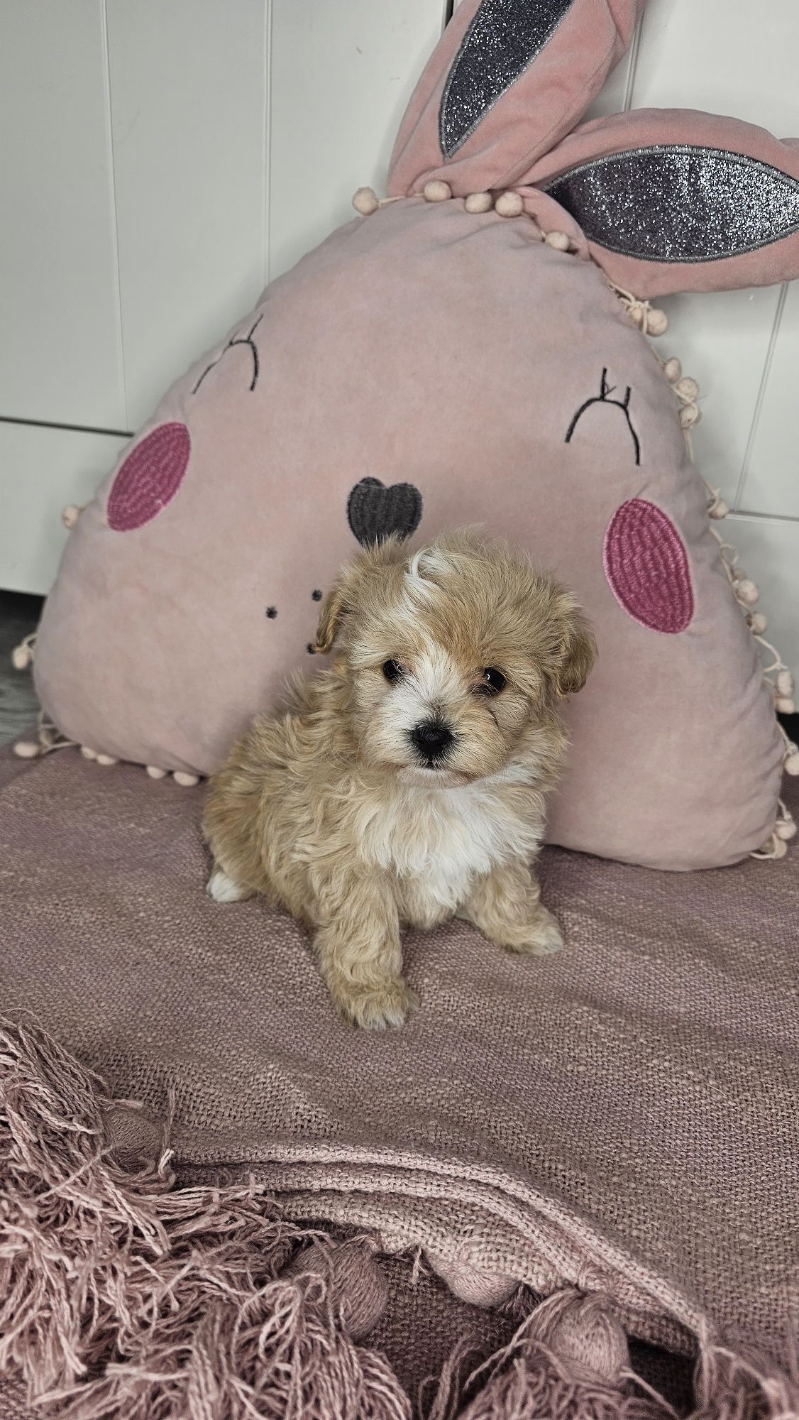 Śliczna dziewczynka Maltipoo