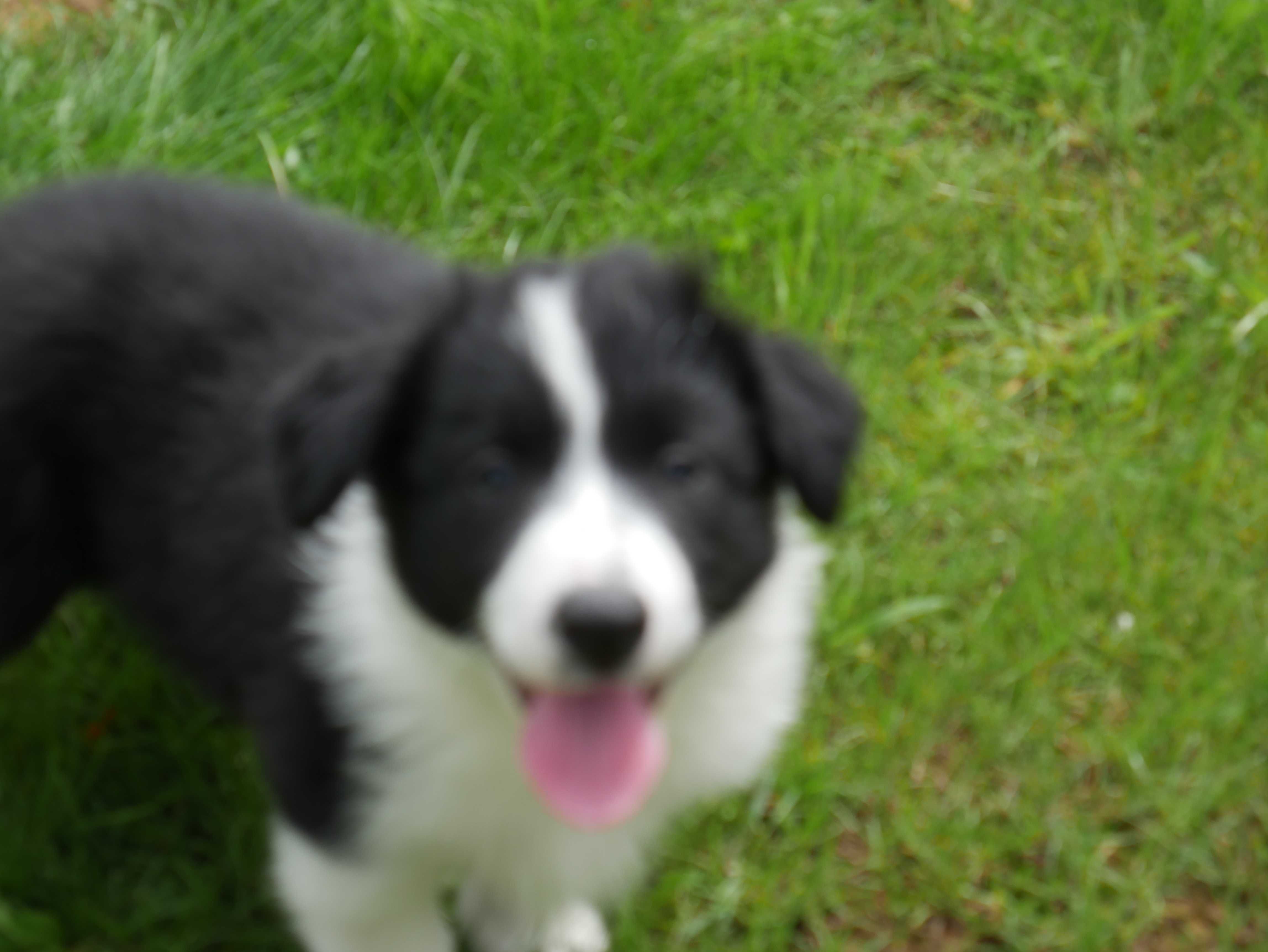 Border Collie - piesek