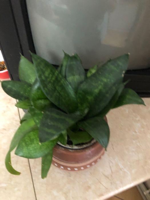 Вазон з родини сеансів»єра,невеликий