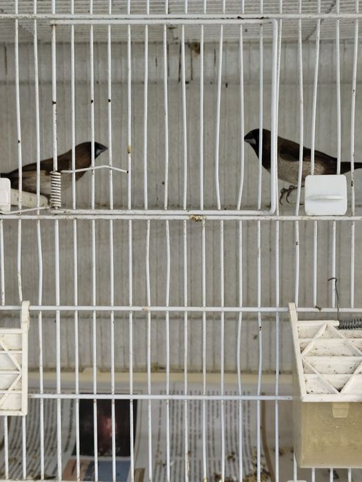 Vendo diamantes de gould e bengalis