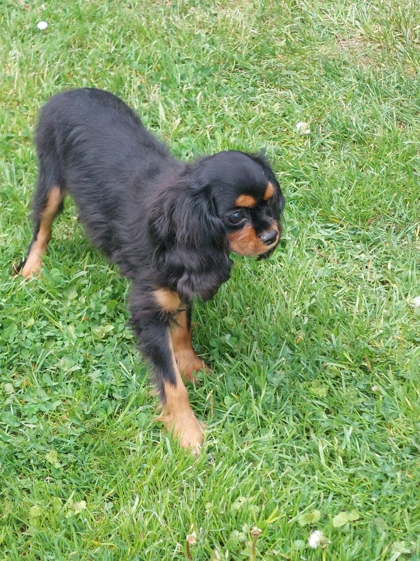 Cavalier King Charles spaniel suczka z rodowodem SWKIPR