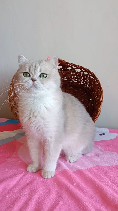Кошки,котята, британская золотая шиншилла -ay11