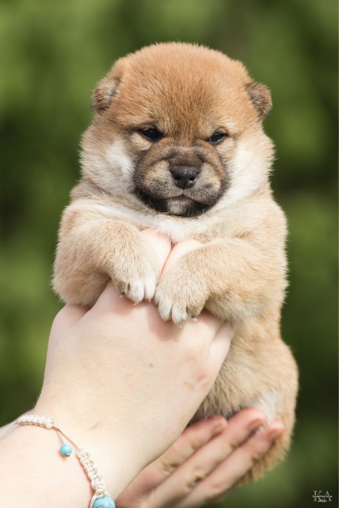 Шиба ину / шиба іну / shiba inu