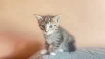 Kotki do adopcji