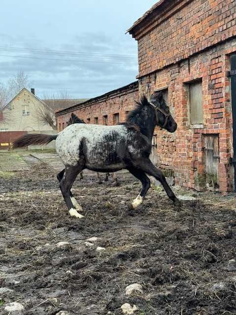 Źrebak maści tarantowatej 11 miesięcy ogierek SP opisany