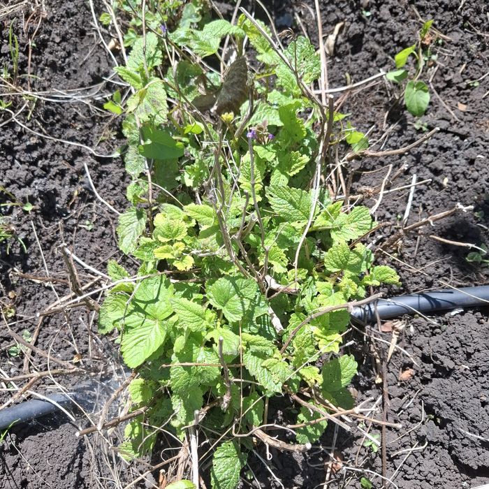 Melisa krzak, sadzonka