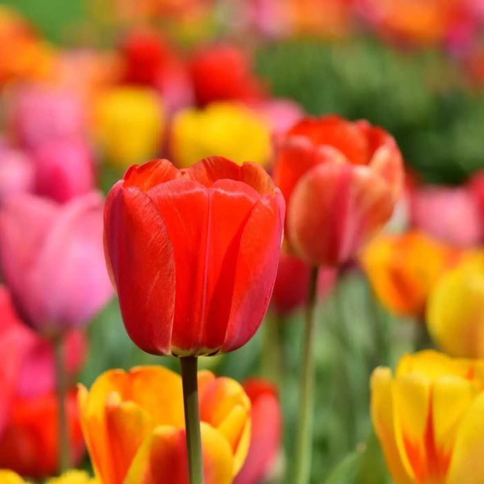 Cebulki TULIPANÓW  Tulipan zestaw mix mieszanka Tulipany KWIATY kolory