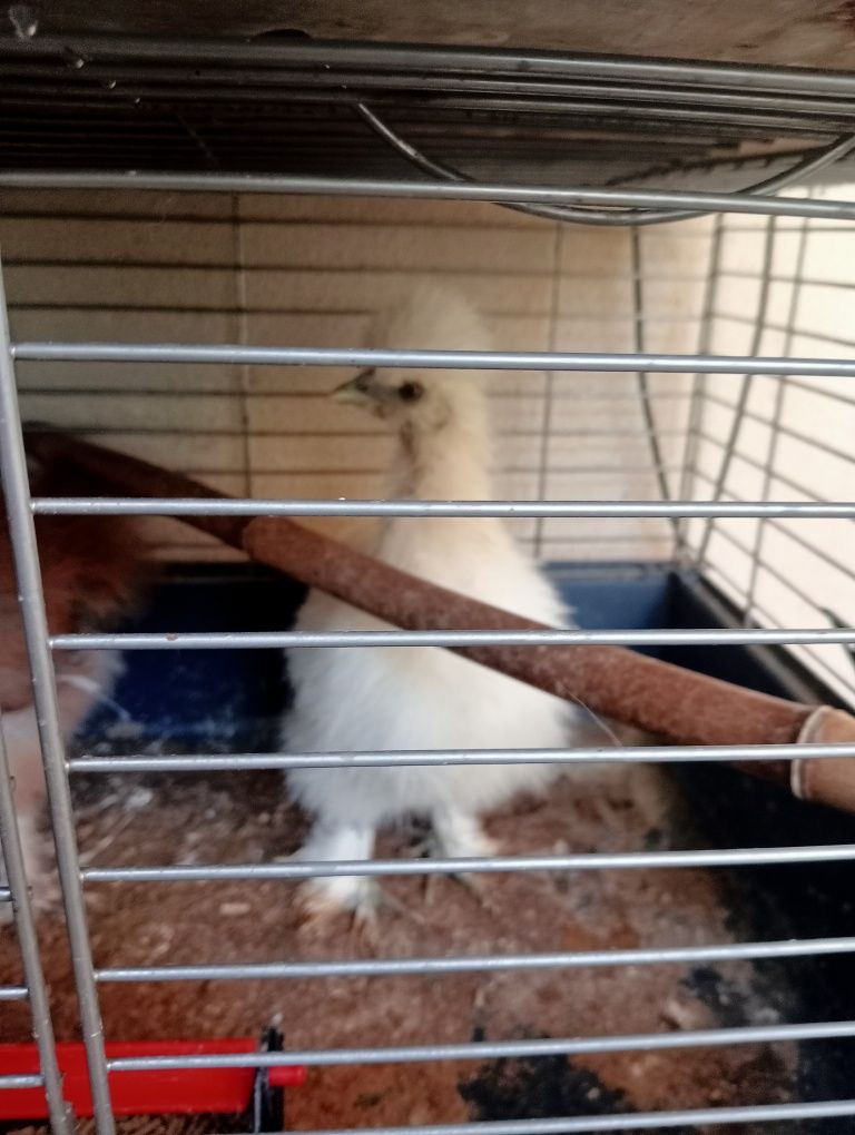 Vendo galinha sedosa do Japão muito meigos e lindos