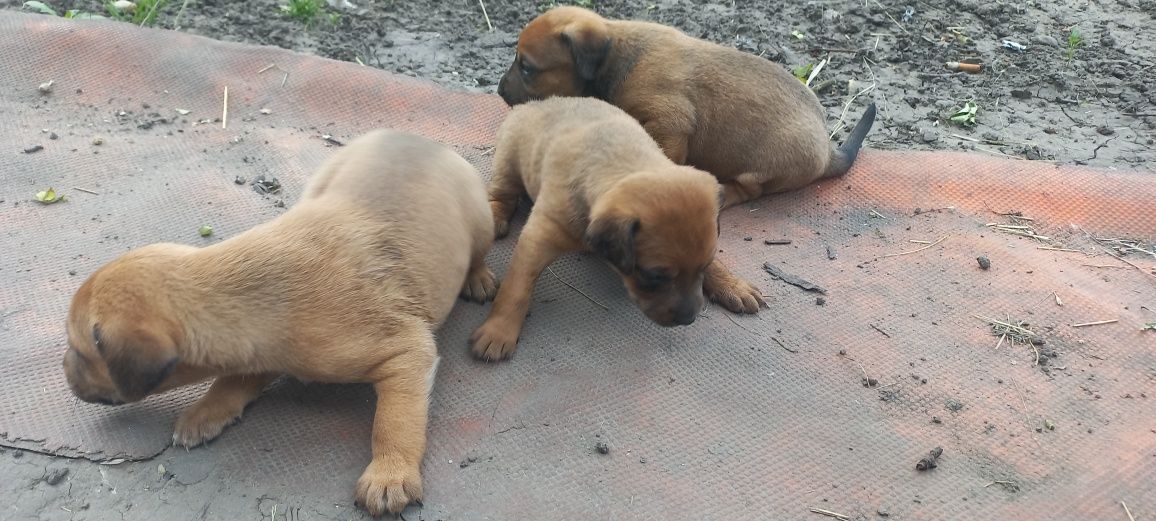 Віддам цуценят в добрі руки